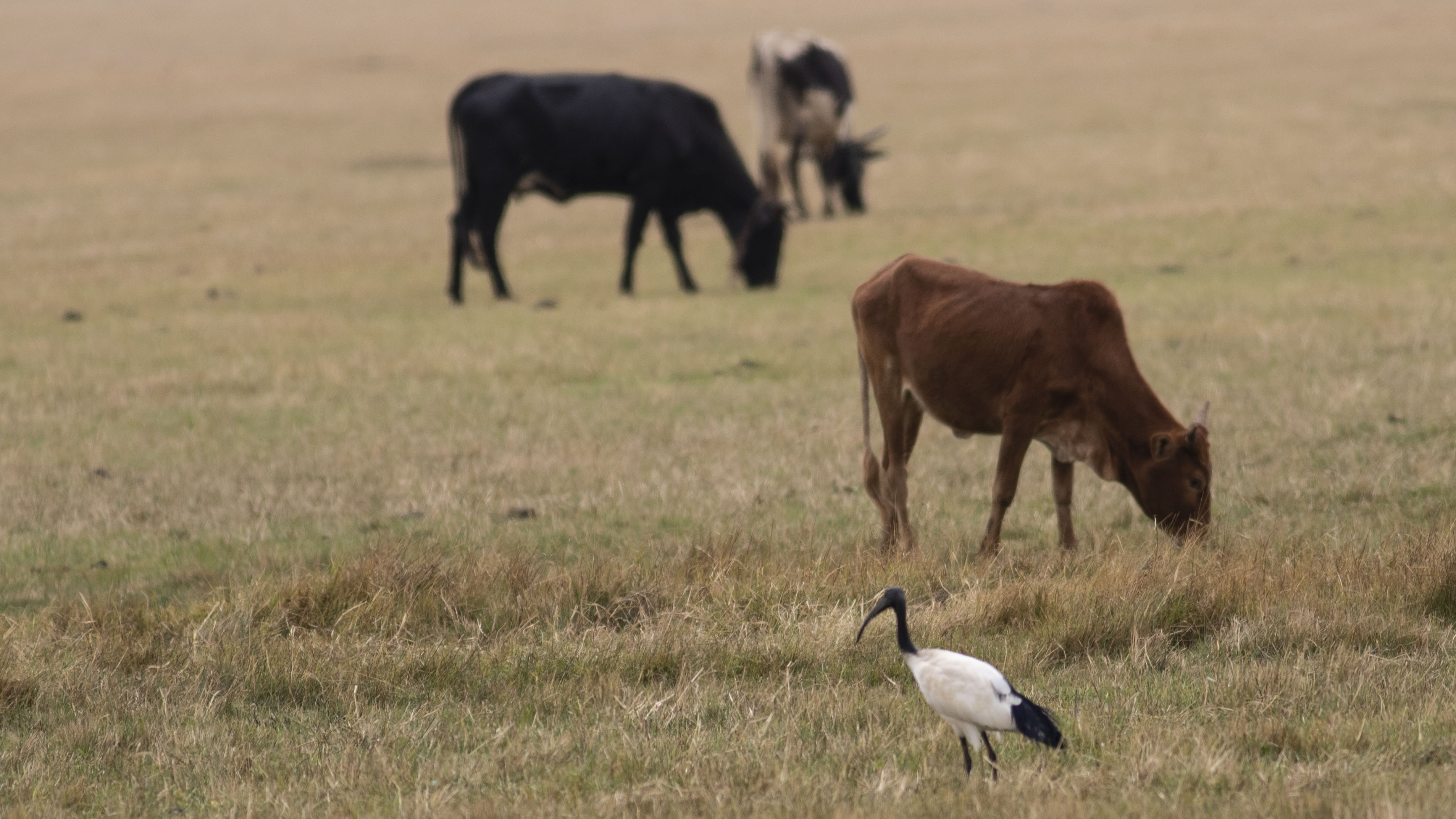 African Sacred Ibis